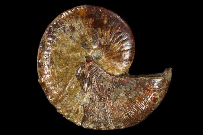 Iridescent, Fossil Ammonite (Hoploscaphites) - South Dakota #117206